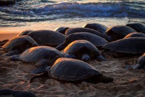 Green Sea Turtles on Hookipa Beach   Maui Hawaii 4548